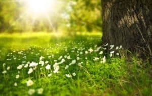 meadow with white flowers and tree