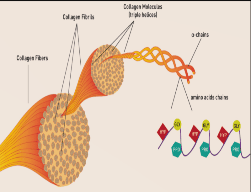 illustration of collagen molecule