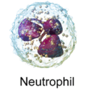 Neutrophil blood cell