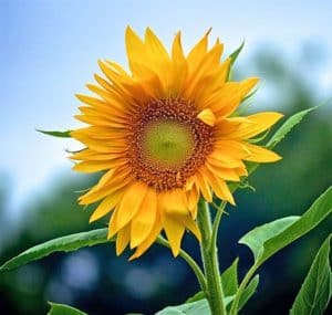 Single sunflower against blue sky