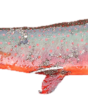 drawing of a whole salmon