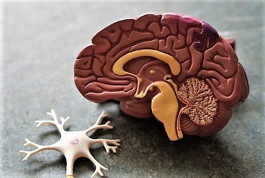 Plastic model of brain, one half slice