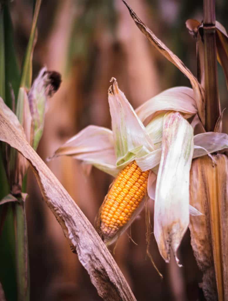 An ear of corn with silk and sheaf pulled back to expose the kernels.