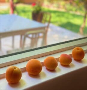 apricots ripening on a window sill
