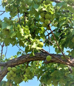 Green apricots on leafy branches