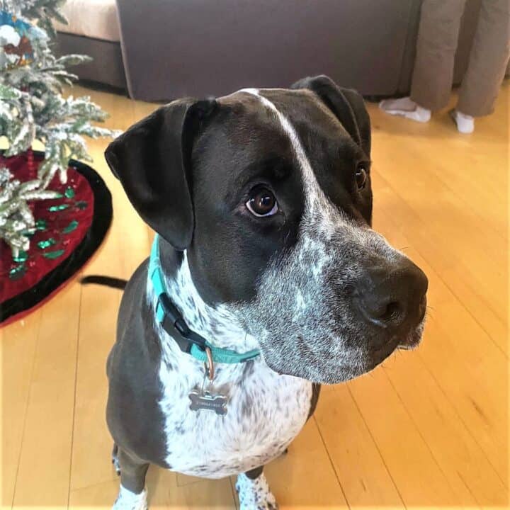 Large black and white dog in the foreground with Xmas tree in the background