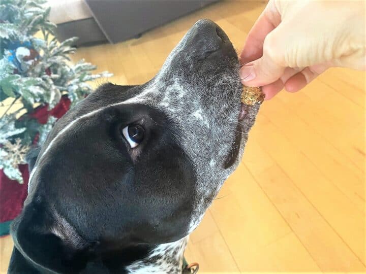 Black and white dog enjoying a Banana Dog Treat With Peanut Butter