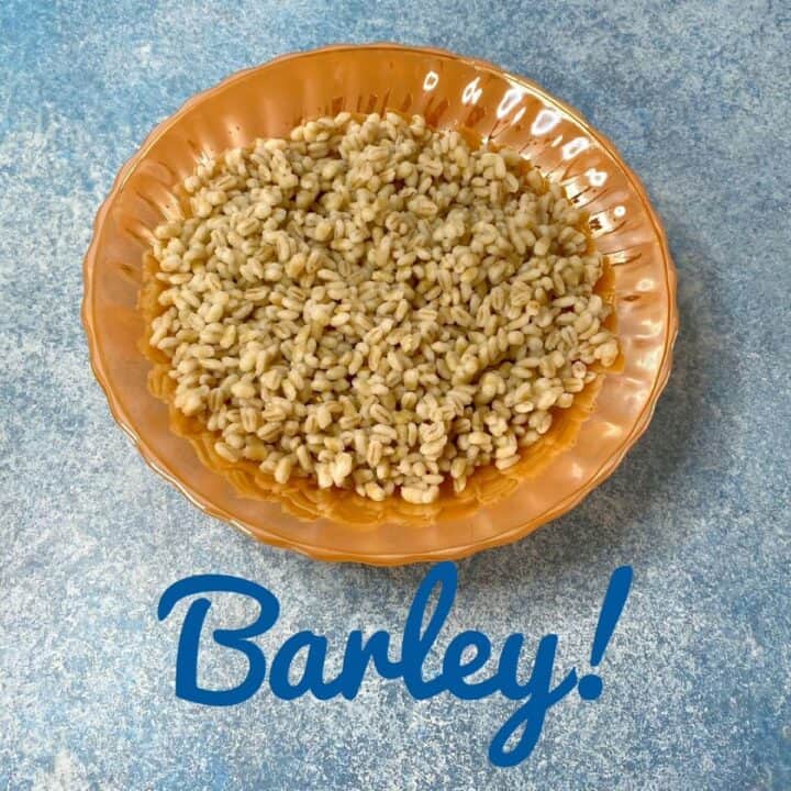 Barley mounded in a bright orange bowl with blue background and blue script type reading Barley!