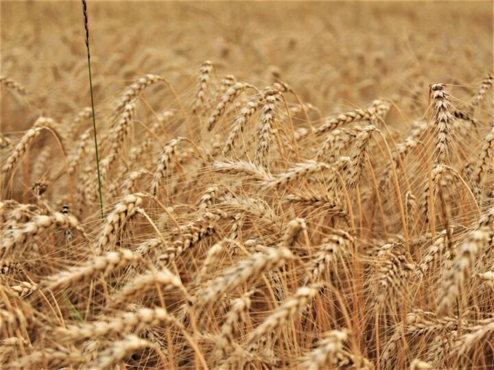 Golden field with heads of barley grain waving