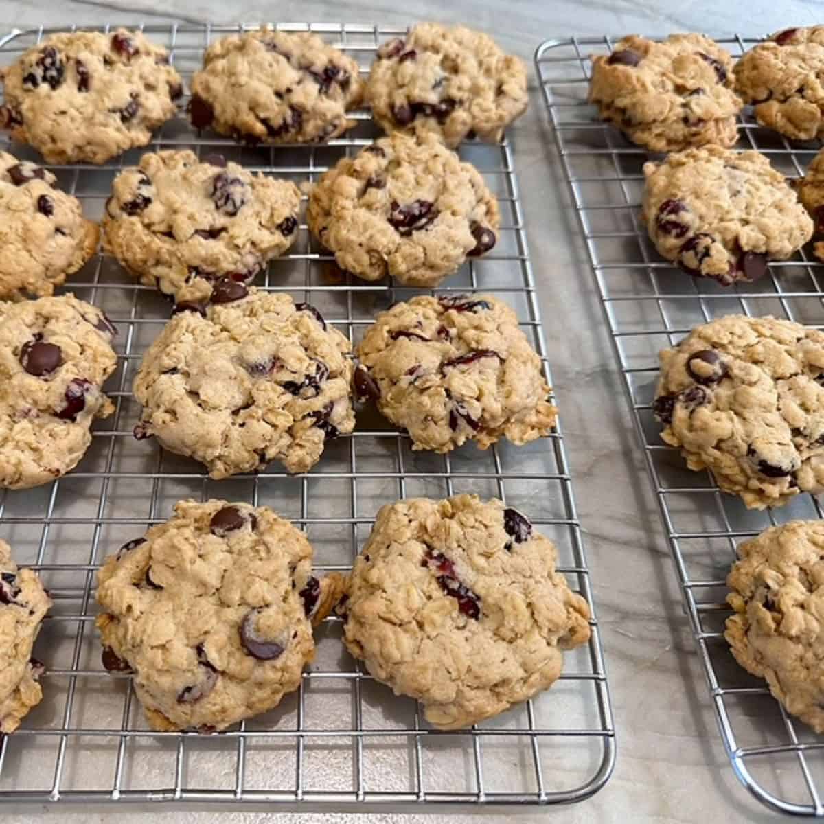 Cranberry Chocolate Chip Oatmeal Cookie