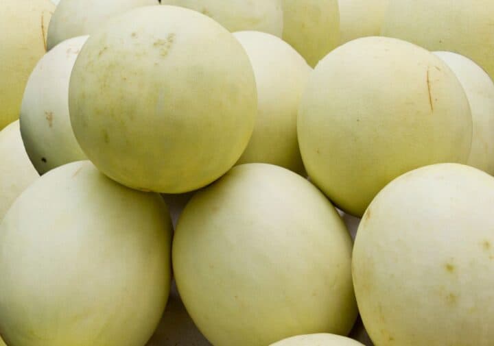 White-green honeydew melons.