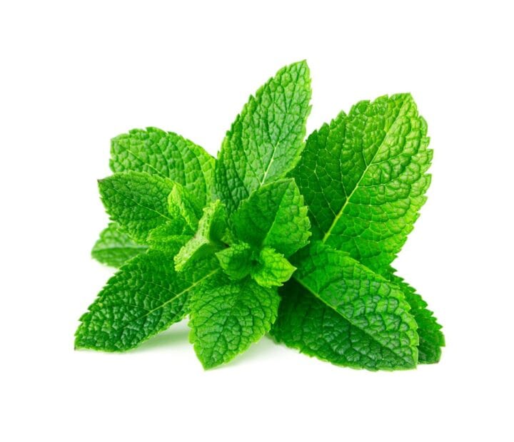Bright green sprig of mint leaves.
