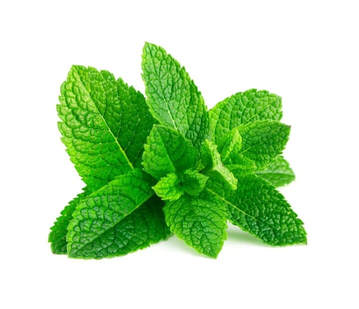 Big green sprig of mint.
